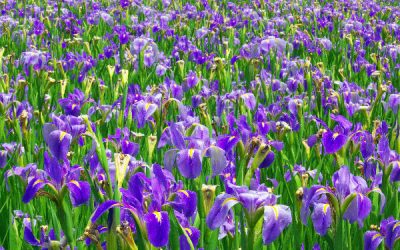 Camera Talk: Depth of Field