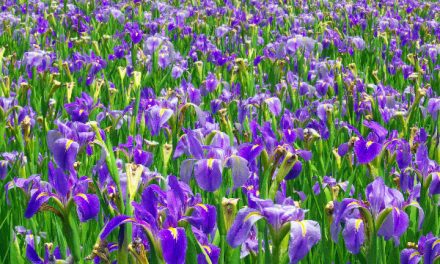 Camera Talk: Depth of Field