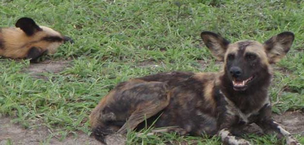 The Land That Offers All; Tanzania