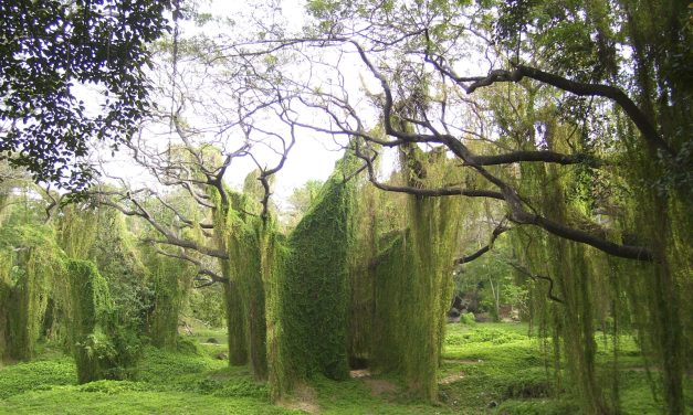 The Havana Forest
