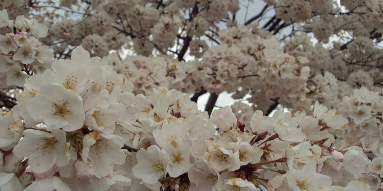 D.C.’s Cherry Blossom Festival