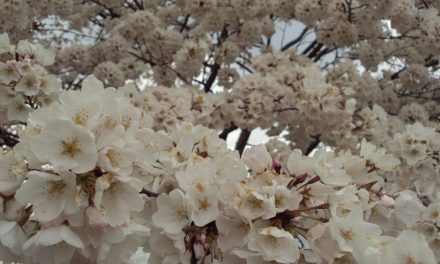 D.C.’s Cherry Blossom Festival