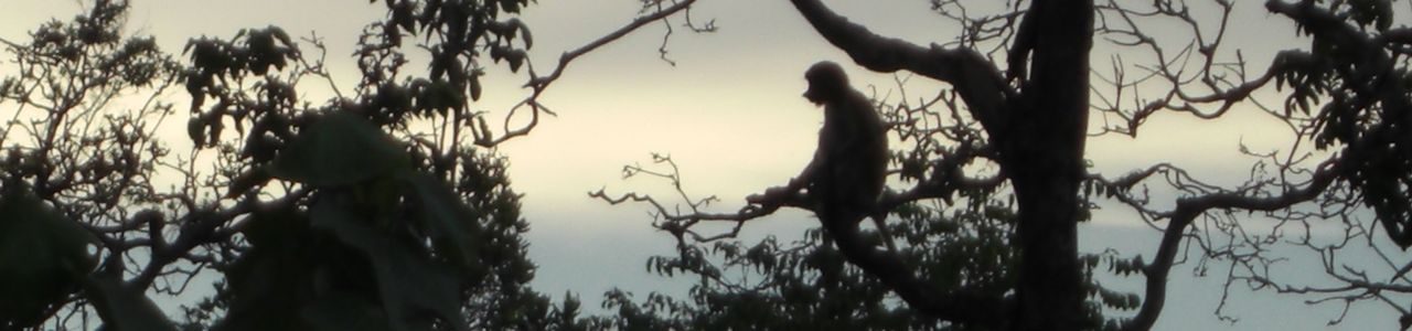 Proboscis Monkeys in Brunei