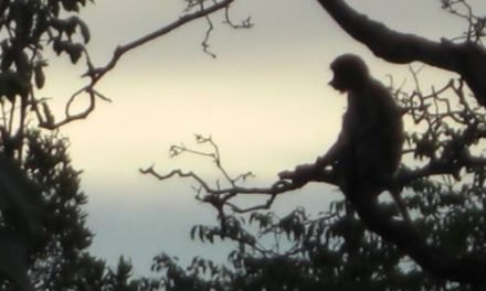 Proboscis Monkeys in Brunei