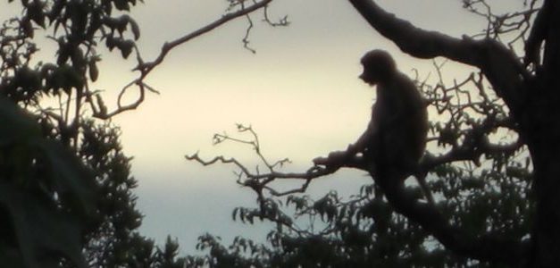 Proboscis Monkeys in Brunei