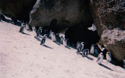 Penguins in Africa