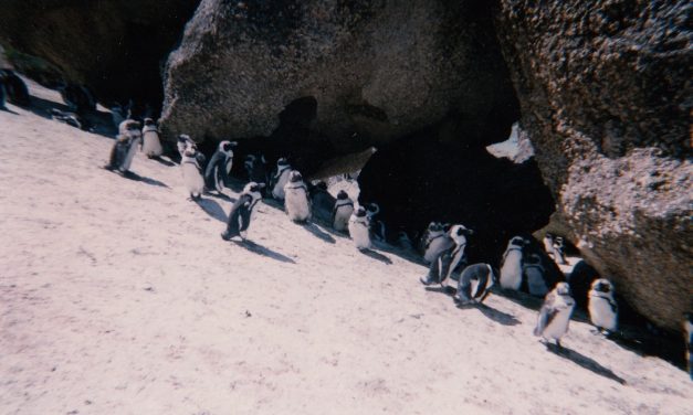 Penguins in Africa