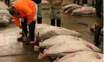 Tsukiji Market Tuna Auction Observation Area to Be Reopened Mid-January