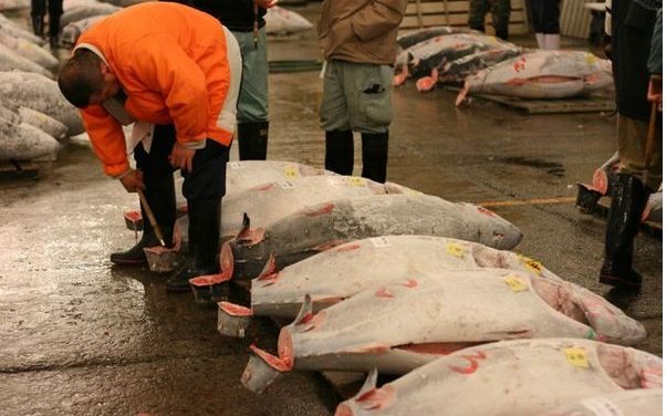 Tsukiji Market Tuna Auction Observation Area to Be Reopened Mid-January