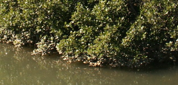 Jinack Island: A Getaway in Gambia