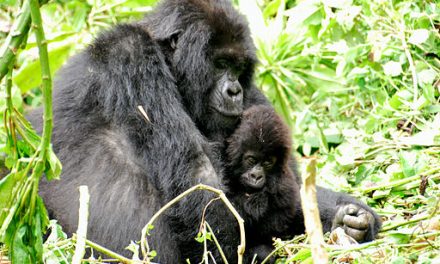 Uganda Mountain Gorillas