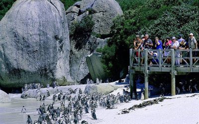 Distinctive Safari from African Travel Inc.
