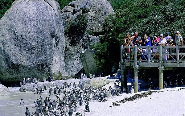 Distinctive Safari from African Travel Inc.
