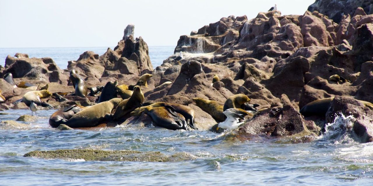 La Paz, Mexico, and the Sea Lions