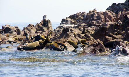 La Paz, Mexico, and the Sea Lions