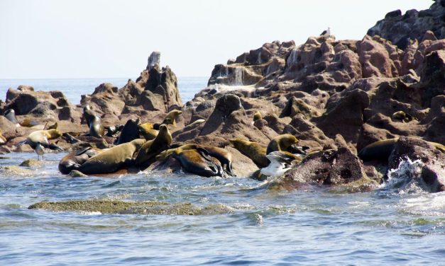 La Paz, Mexico, and the Sea Lions