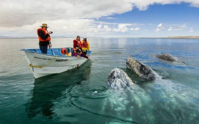Whale Watching Starts in La Paz