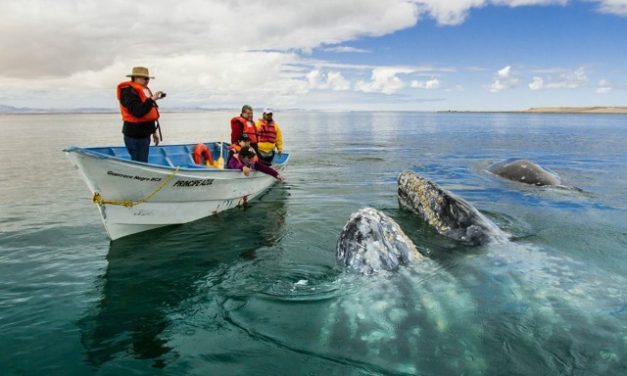 Whale Watching Starts in La Paz
