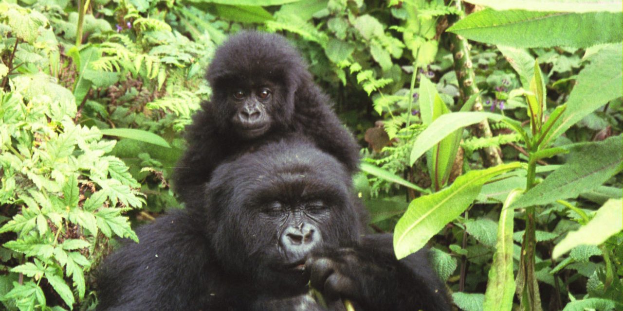 The Gorilla and More in Rwanda (video)