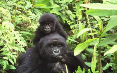 The Gorilla and More in Rwanda (video)