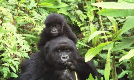 The Gorilla and More in Rwanda (video)