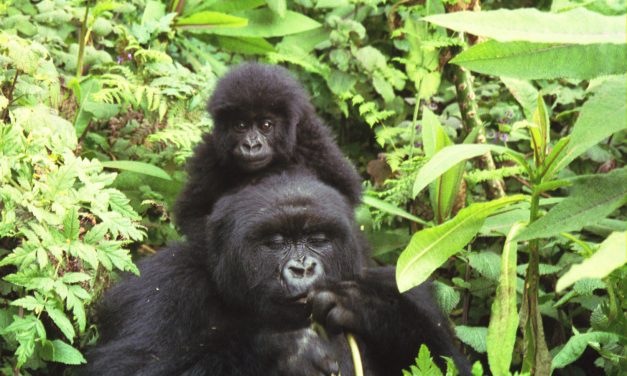 The Gorilla and More in Rwanda (video)