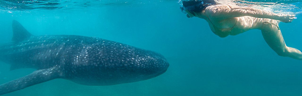 Whale Watching Season in La Paz