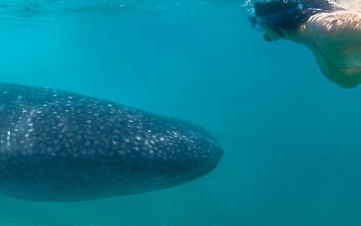 Whale Watching Season in La Paz