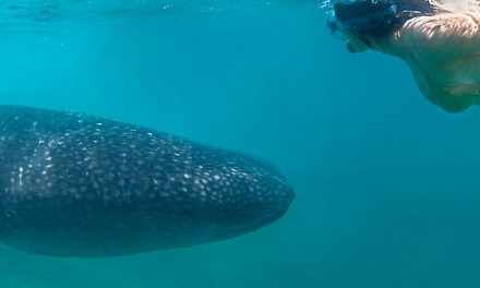Whale Watching Season in La Paz