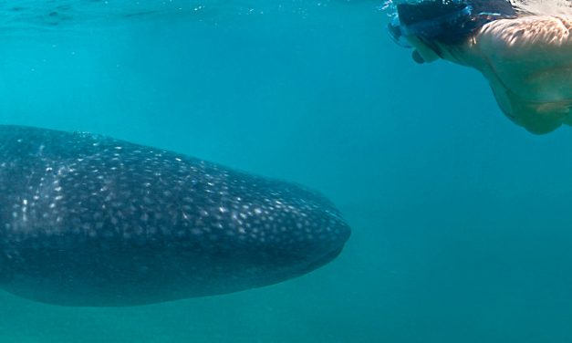 Whale Watching Season in La Paz