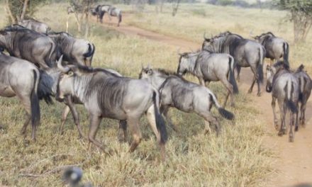 Tours in Swaziland