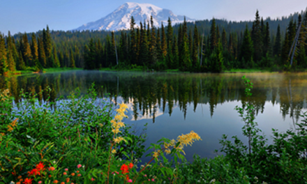 Mt. Rainier’s World Famous Wildflowers