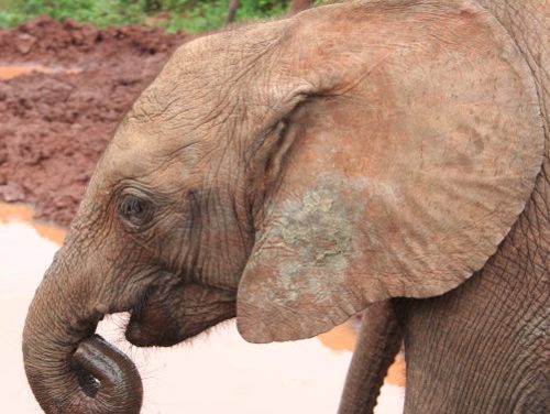 Responsible Tourism in Nairobi