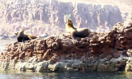 Touring Baja Sur (Interview with Ruben Maciel)