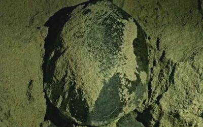 Tracking Sea Turtles in Oman
