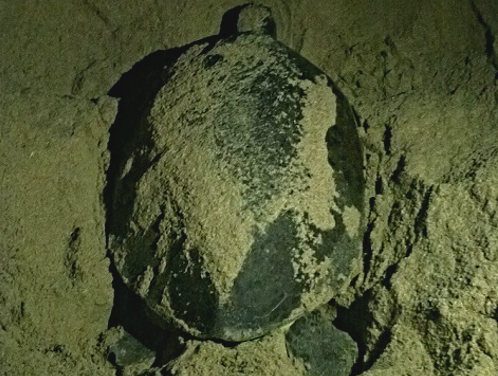 Tracking Sea Turtles in Oman