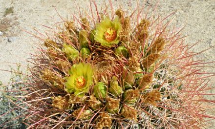 Spring Bloom <br>in the Desert