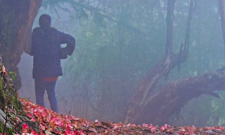 Garden of the Gods: <br>Sikkim’s Rhododendron Forest