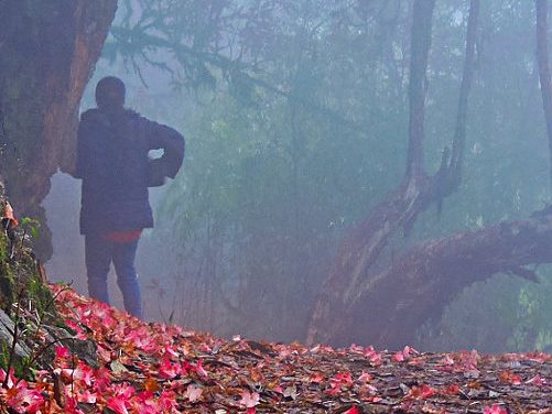 Garden of the Gods: <br>Sikkim’s Rhododendron Forest
