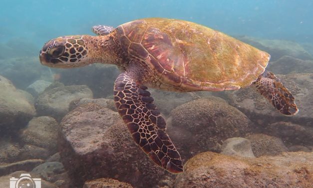 Swimming with Turtles in Maui