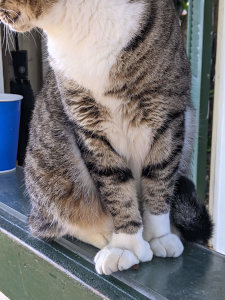  Polydactyl Cat- Hemingway's Museum 