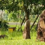 7 Megalith Sites of Melaka: The Hunt into Myth